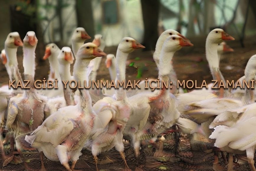 KAZ GİBİ YOLUNMAMAK İÇİN: MOLA ZAMANI